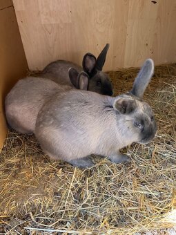 Prodám králíky - 3