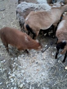 Prodám kamerunské ovce - beránek a ovečka - 3