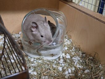 Osmak degu - 3