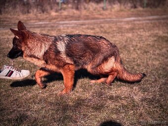 Německý ovčák - 9ti měsíční fenka s PP - 3