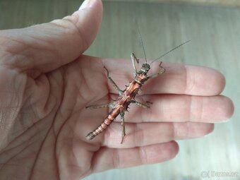 Strašilky Tissamenus sp Palaui - 3