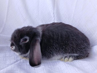 Zakrslí beránci a bílopesíkatí králíčci s rodokmenem - 3