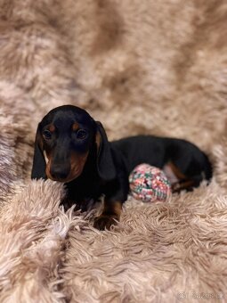 Jezevčík hladkosrstý trpasličí - 3