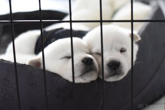 Kishu Inu štěňata s PP FCI - odběr na Vánoce - 3