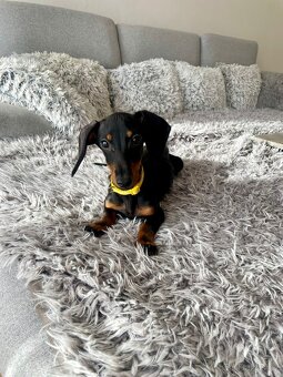 Jezevčík hladkosrstý trpasličí fenka - 3