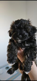 Nabízíme k prodeji dvě štěňata ( pejsky ) - 3