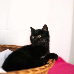 Ariel, mazlivé černé koťátko - 3