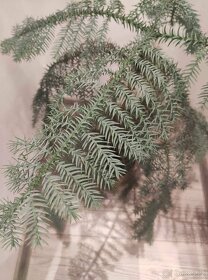 Araukaria pokojova rostlina - 3