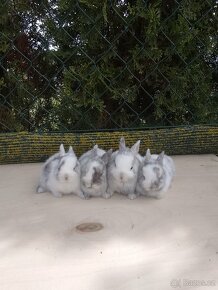 Králíčata zakrslých králíků - 3