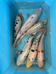 Jezírkové ryby KOI kapři - 3