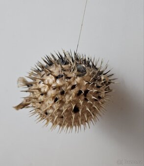 RYBA FUGU - 3