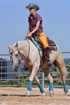 Nádherný PALOMINO 8mi letý valach AQHA - 3