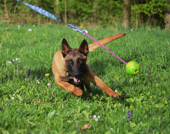 Belgický ovčák malinois - skvělá fena - 3