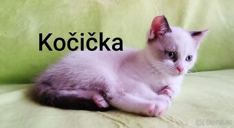 Britská kočička bez PP - 3