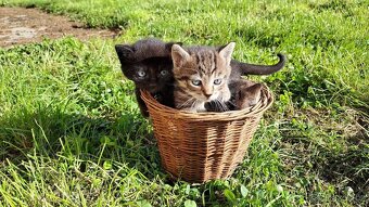 Černý kocourek - daruji kotě - 3