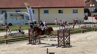Prodáme sportovního koně do drezury, do parkuru pro dítě, ju - 3