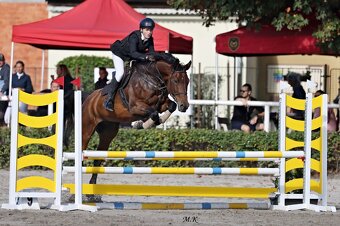 Prodáme více koní na sport/hobby/ZZVJ - 3