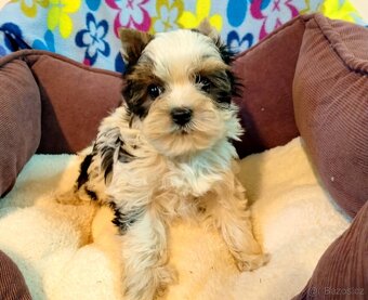 Jorkšírský teriér - 3