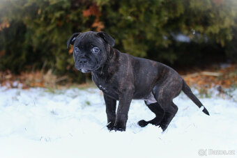 Stafordšírský bulteriér s PP - 3