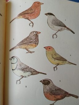 Chovatelská příručka/ droboť, stará kniha - 3