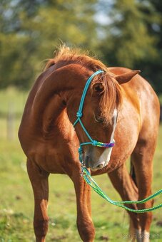 Klisna sportovního knabstruppera - 3