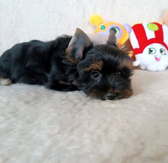 Jorkšírský teriér - 3