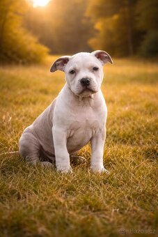 American Bully Standard - 3