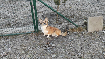 Welsh Corgi Pembroke - 3