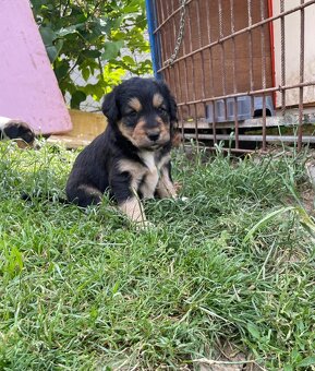 Border kolie bez pp - 3