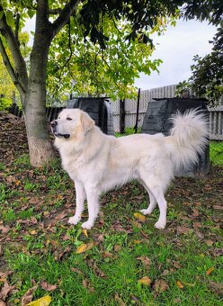 Slovenský Čuvač ke krytí bez PP - 3