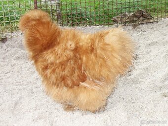 Hedvábnička velká vousatá - EU - 3