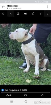 American bully xl - 3