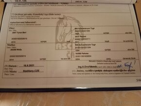 Pony klisna WPBR v létě 4r. - 3