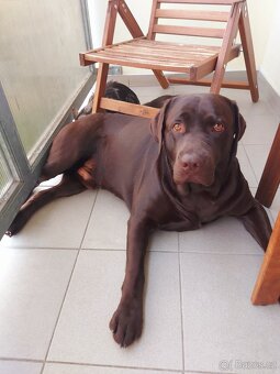 Labradorský retrívr k připuštení - 3