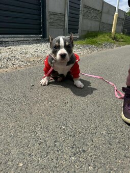 American bully - 3