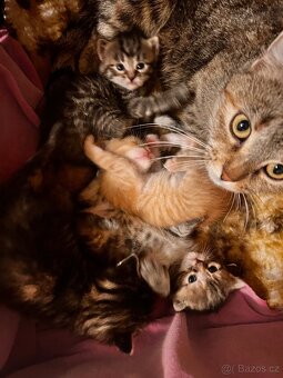 Koťátka - 3