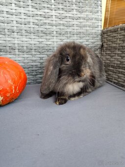 Zakrslý králíček - králík, beránek, kluk, Jack - 3