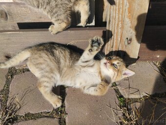 Daruji koťátka - 3