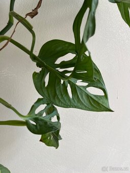 Monstera Monkey / Adansonii - SPĚCHÁ - 3