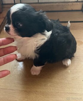 černobílá holčička s PP FCI - 3