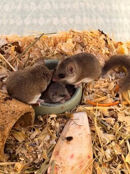 Plšík africký - 3