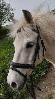 Prodej Welsh pony - 3