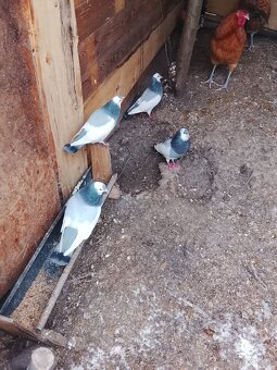 Holubi ruším chov - 3