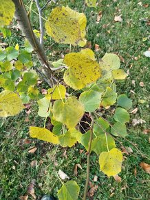 Lípa malolistá 2m - 3