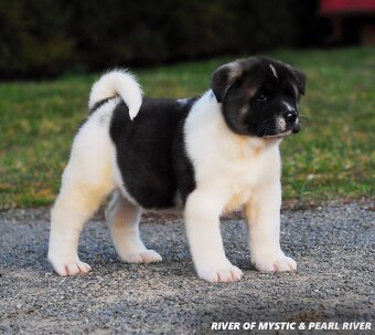 Americká Akita - 3