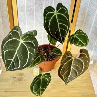 Anthurium Crystallinum Sametové srdce - 3