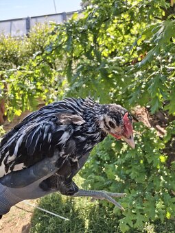 Kohoutci Marans měděnokrká a Hamburčanka - 3