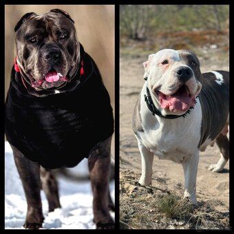 GLB TOKIO & CROWN BULLYS BARON American Bully - 3