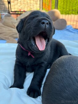Labrador retriever - 3