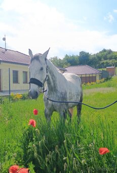 Klisna CS 7 let - 3